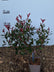 Photinia fras