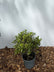 Pittosporum tenuifolium