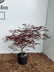 Acer palmatum