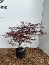 Acer palmatum Red Umbrella