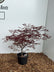 Acer palmatum Red Umbrella