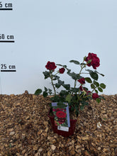 Rosa chic