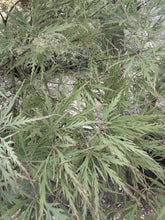 Acer palmatum ‘Atropurpureum’