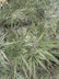 Acer palmatum ‘Atropurpureum’
