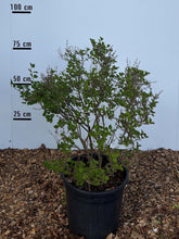 Syringa meyeri