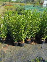 Griselinia Littoralis (Griselinia)