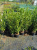 Griselinia Littoralis (Griselinia)