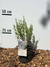 Perovskia 'Blue Spire'